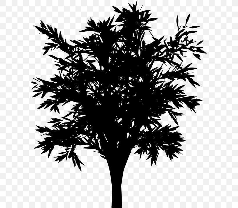Tree Clip Art, PNG, 608x720px, Tree, Arecales, Black, Black And White, Borassus Flabellifer Download Free