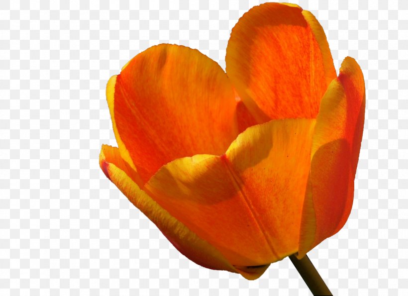 Tulip Close-up Petal Computer Wallpaper, PNG, 1200x871px, Tulip, Closeup, Computer, Flower, Flowering Plant Download Free