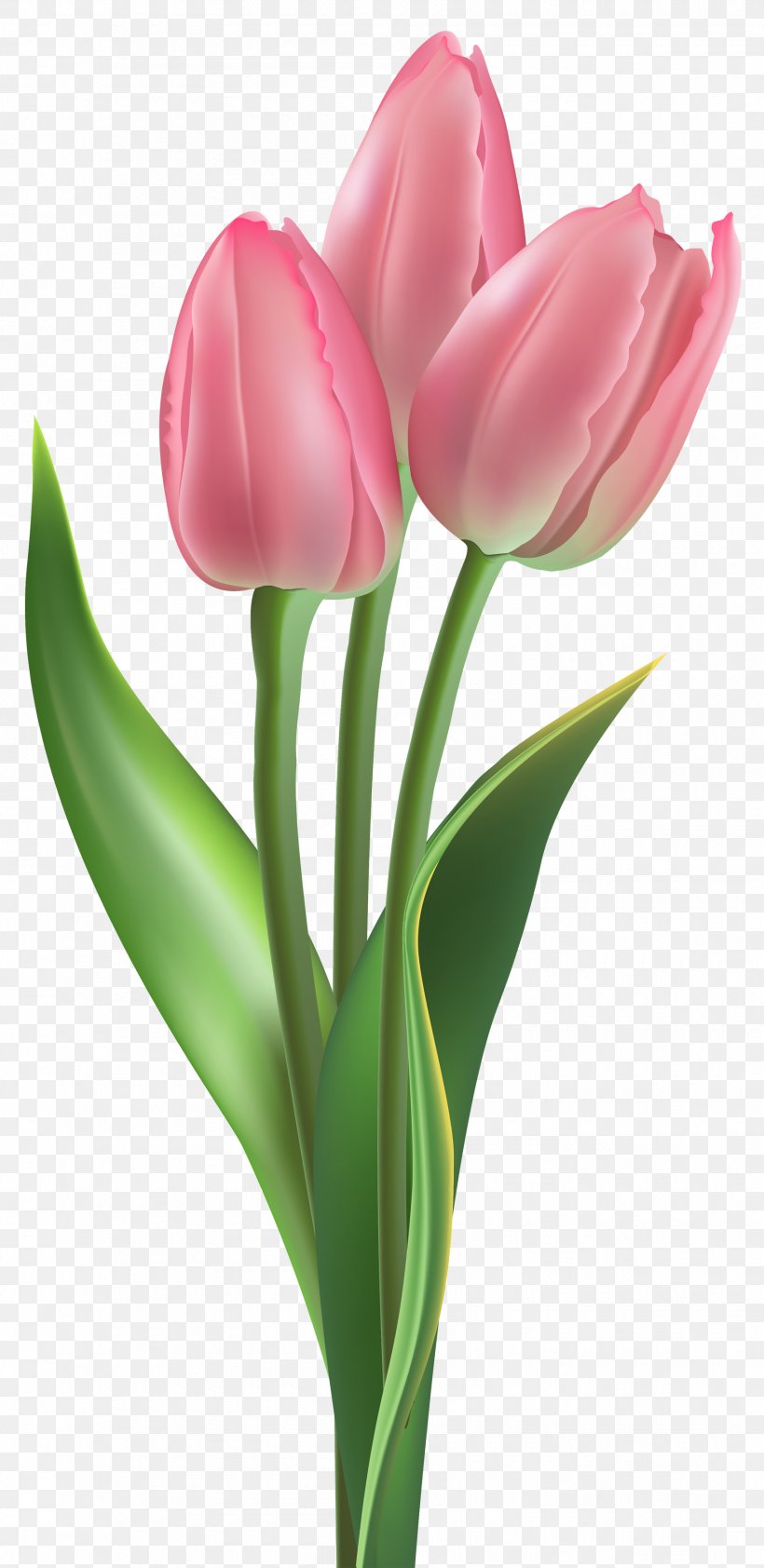 Tulip Flower Clip Art, PNG, 1800x3697px, Tulip, Art, Bud, Cut Flowers, Drawing Download Free