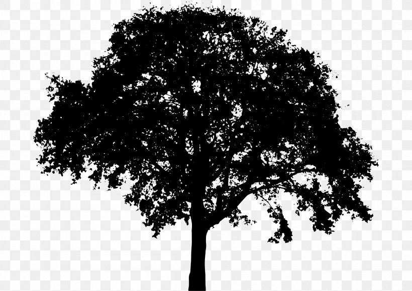 Clip Art Tree Image Northern Red Oak, PNG, 2400x1703px, Tree, Blackandwhite, Branch, Drawing, Northern Red Oak Download Free