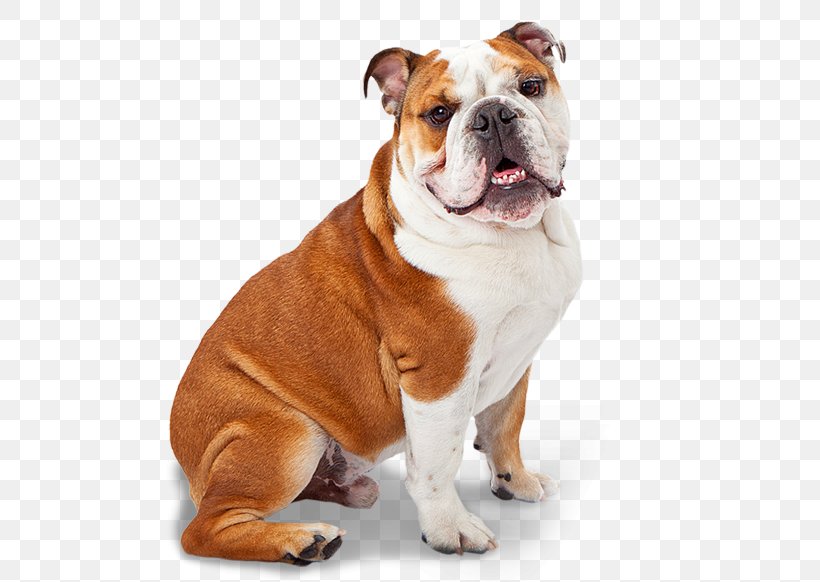 Dorset Olde Tyme Bulldogge American Bulldog Pug Boxer, PNG, 524x582px, Bulldog, American Bulldog, Australian Bulldog, Boxer, Breed Download Free