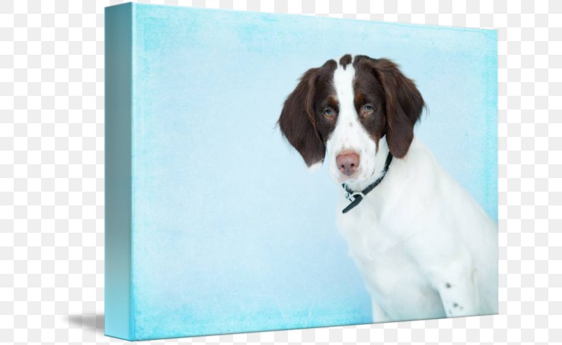 Drentse Patrijshond English Springer Spaniel Welsh Springer Spaniel Dog Breed Drenthe, PNG, 650x504px, Drentse Patrijshond, Breed, Dog, Dog Breed, Dog Like Mammal Download Free