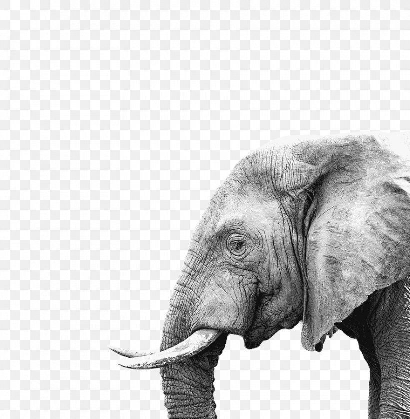 Elephant Poster Painting Canvas Print, PNG, 880x900px, Elephant, African Elephant, Art, Blackandwhite, Canvas Download Free