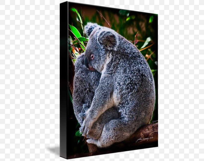 Koala Bear Kangaroo Work Of Art Animal, PNG, 463x650px, Koala, Animal, Art, Bear, Fauna Download Free