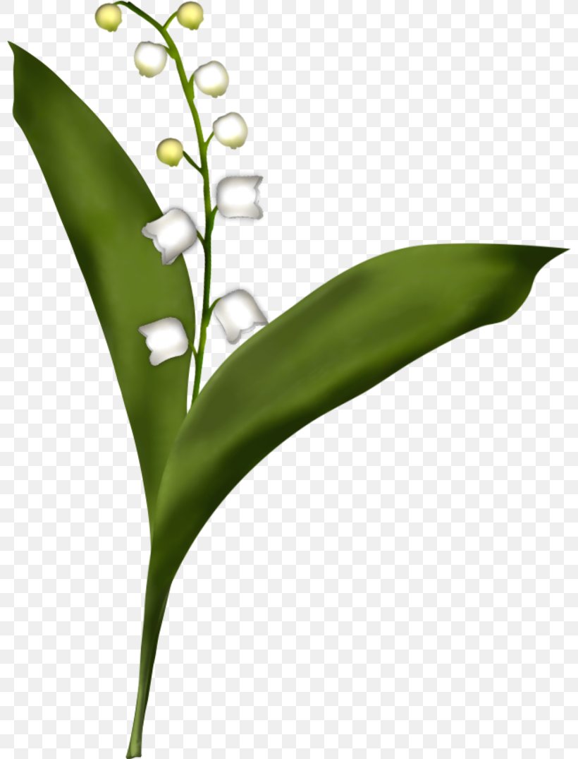 Lily Of The Valley Drawing Desktop Wallpaper, PNG, 800x1075px, Lily Of The Valley, Coloring Book, Drawing, Flora, Flower Download Free