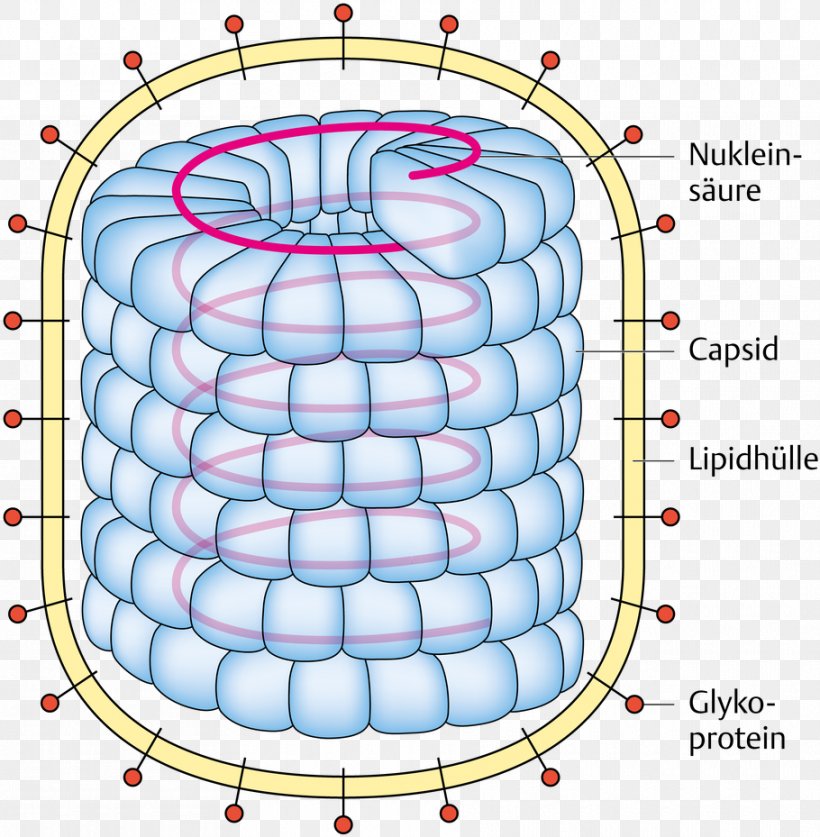 Medizinische Mikrobiologie Und Infektiologie Medical Microbiology Allgemeine Virologie Virology, PNG, 910x929px, Watercolor, Cartoon, Flower, Frame, Heart Download Free