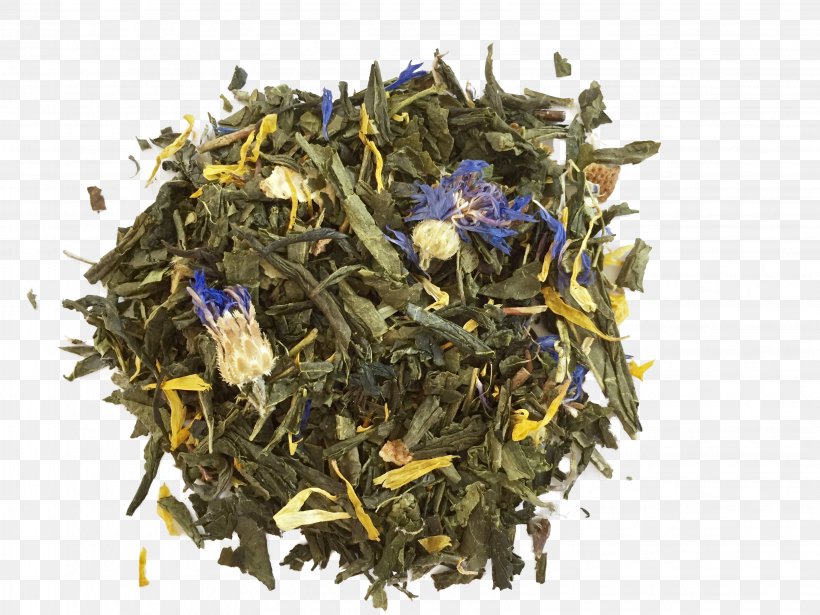Nilgiri Tea Sencha Tea Plant, PNG, 3264x2448px, Nilgiri Tea, Assam Tea, Ceylon Tea, Dianhong, Earl Grey Tea Download Free