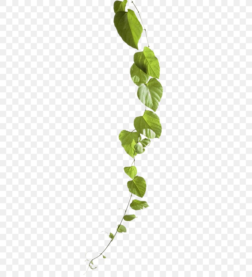 Stock Photography Common Grape Vine, PNG, 279x900px, Photography, Branch, Can Stock Photo, Common Grape Vine, Garden Download Free