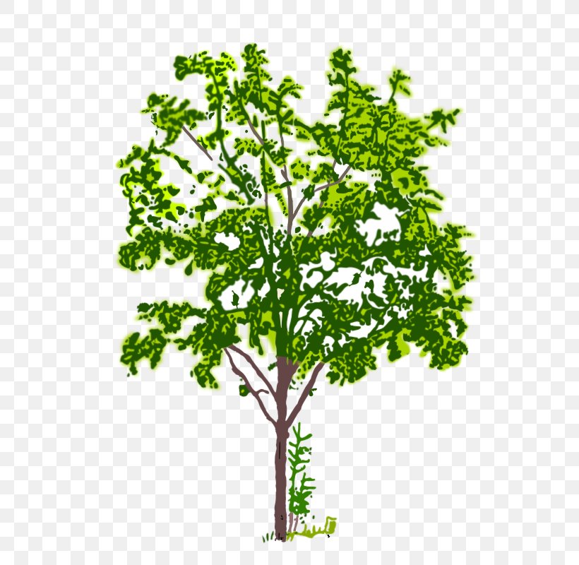 Tree, PNG, 564x800px, Tree, Branch, Crown, Data, Flowering Plant Download Free