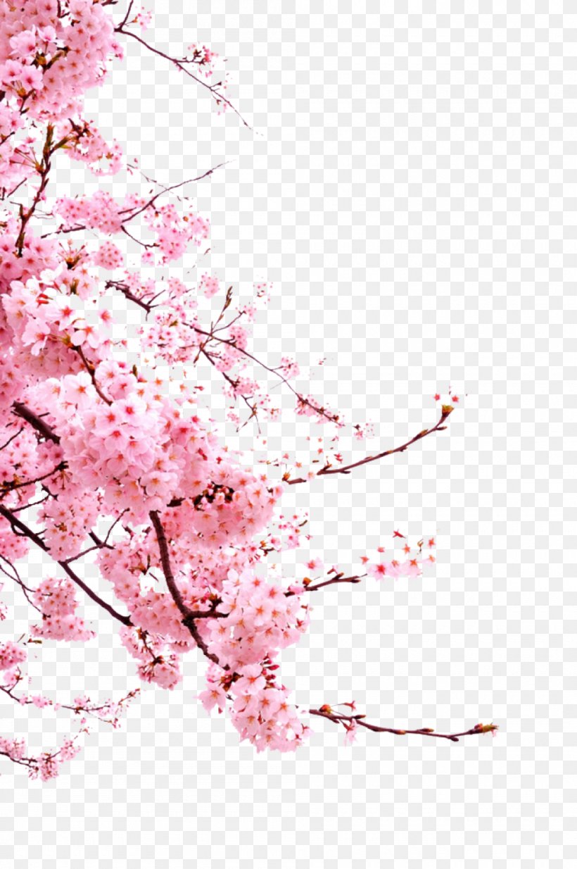 Cherry Blossom Clip Art, PNG, 1000x1506px, Cherry Blossom, Blossom, Branch, Cherry, Floral Design Download Free