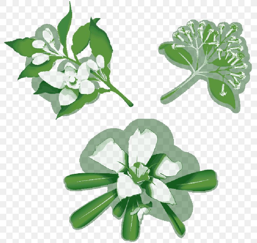 Flower Image Illustration Peony, PNG, 800x773px, Flower, Art, Botany, Flowering Plant, Geranium Download Free