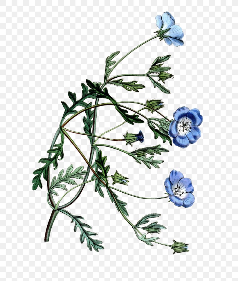 Flower Leaf Floral Design Chicory Plant Stem, PNG, 600x970px, Flower, Branch, Chicory, Flora, Floral Design Download Free