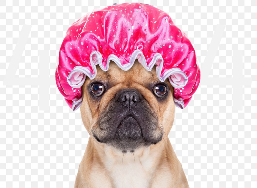 French Bulldog Puppy Pet Sitting Shower, PNG, 800x601px, Bulldog, Bathroom, Bathtub, Carnivoran, Companion Dog Download Free