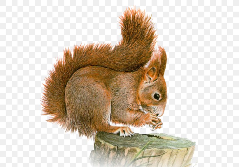 Squirrel Chipmunk Clip Art Image, PNG, 600x575px, Squirrel, Animal, Art, Artist, Chipmunk Download Free