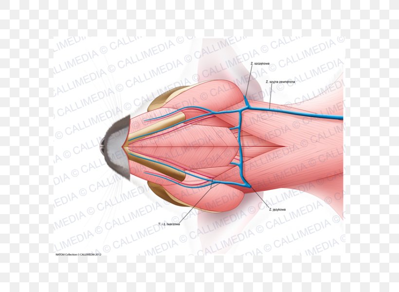 Cat Muscle Thumb Neck Anatomy, PNG, 600x600px, Watercolor, Cartoon, Flower, Frame, Heart Download Free