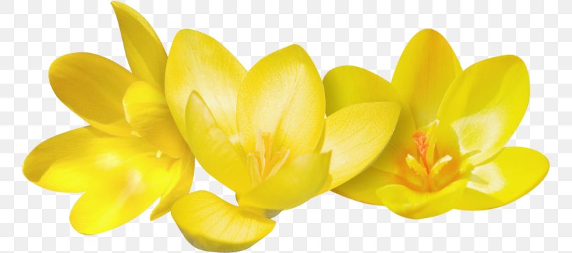 Clip Art, PNG, 758x363px, Crocus Flavus, Crocus, Flower, Image File Formats, Petal Download Free