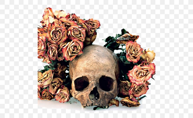 Flowers, Skulls, Contacts Human Skull Symbolism Photographer Still Life, PNG, 500x500px, Skull, Art, Artist, Bone, Cut Flowers Download Free