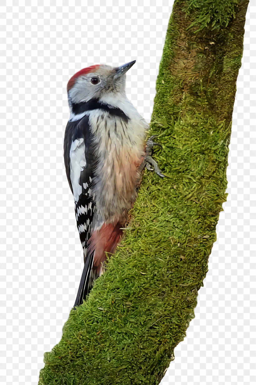 Woodpeckers Beak, PNG, 960x1440px, Woodpeckers, Beak Download Free