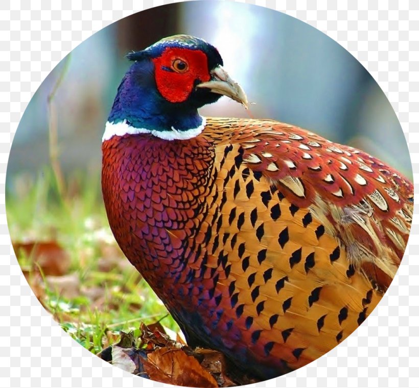 Bird Ring-necked Pheasant Old English Pheasant Fowl Hunting, PNG, 800x761px, Bird, Animal, Battery Cage, Beak, Chicken Download Free