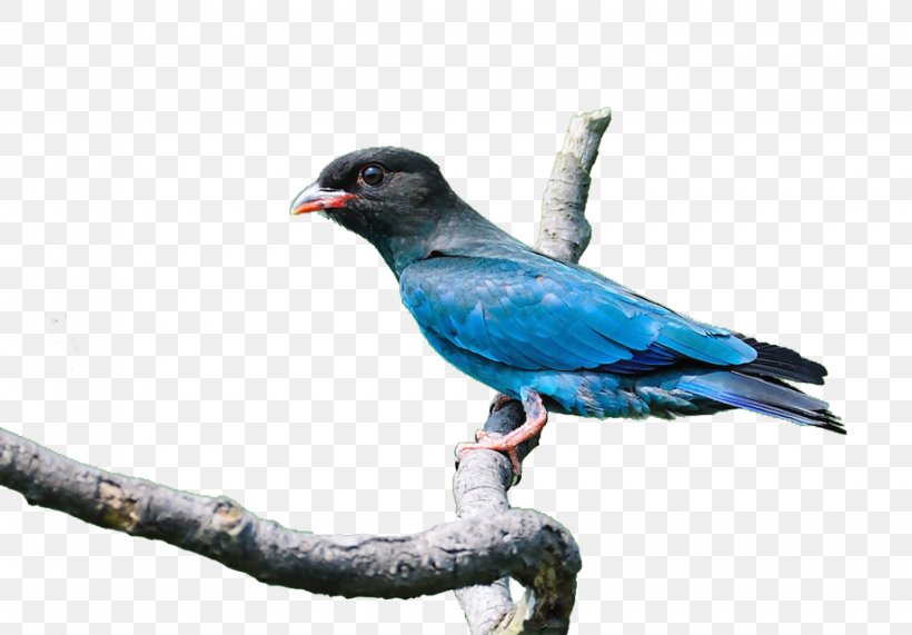 Red-winged Blackbird Bubble Shooter Bird Image Parrot, PNG, 920x641px, Bird, Beak, Blue, Bluebird, Cuculiformes Download Free