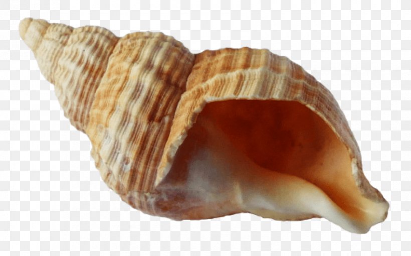 Seashell Angelwhispers Conch, PNG, 850x529px, Seashell, Clam, Clams Oysters Mussels And Scallops, Cockle, Conch Download Free