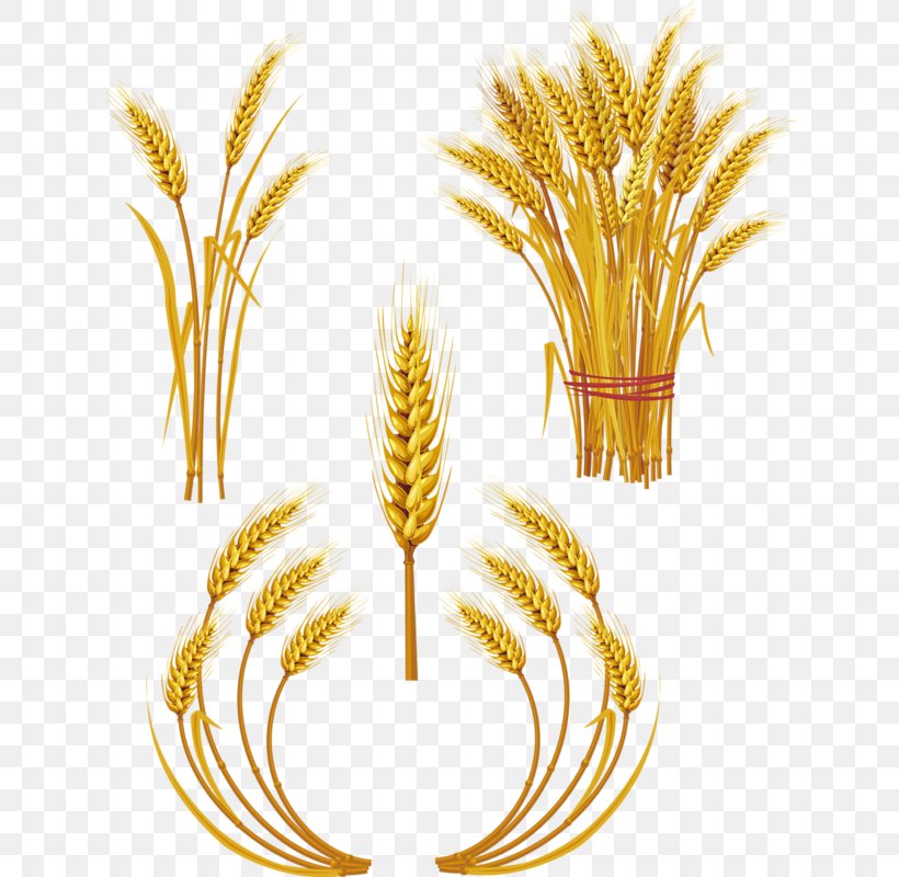 Wheat Royalty-free Ear Clip Art, PNG, 632x800px, Wheat, Cereal, Cereal Germ, Commodity, Date Palm Download Free