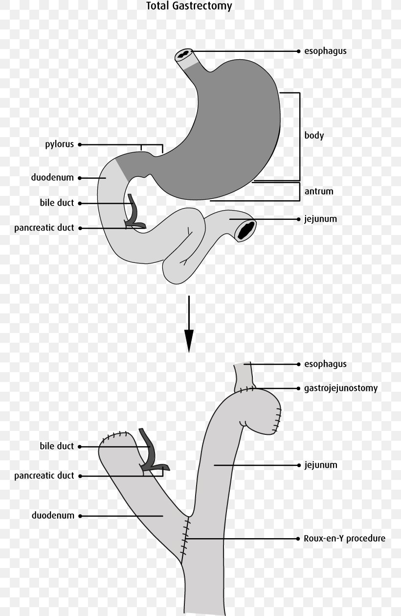 Finger Mammal Shoe Technology, PNG, 762x1258px, Watercolor, Cartoon, Flower, Frame, Heart Download Free