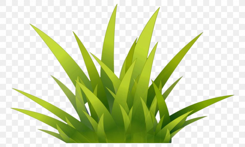 Grass Internet Media Type, PNG, 1000x600px, Grass, Aquarium Decor, Drawing, Game, Grass Family Download Free