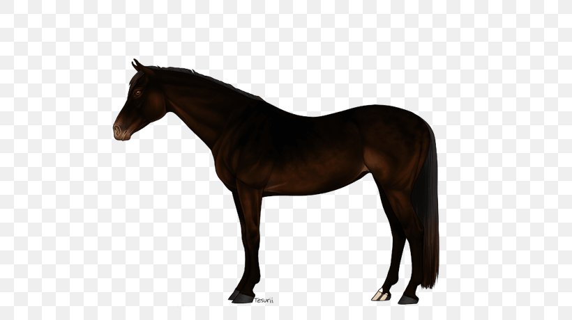Irish Sport Horse Stallion Canadian Horse Fjord Horse Stock Horse, PNG, 575x460px, Irish Sport Horse, Bloodhorse, Bridle, Canadian Horse, Colt Download Free