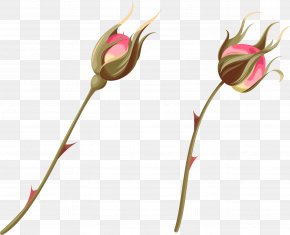Hand Painted Watercolor Roses Bones - Beach Rose Petal Watercolor Painting PNG