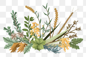 Cartoon - Botanical Plant Arrangement PNG
