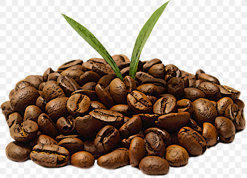Palm Tree, PNG, 1000x724px, Jamaican Blue Mountain Coffee, Attalea Speciosa, Bean, Caffeine, Food Download Free