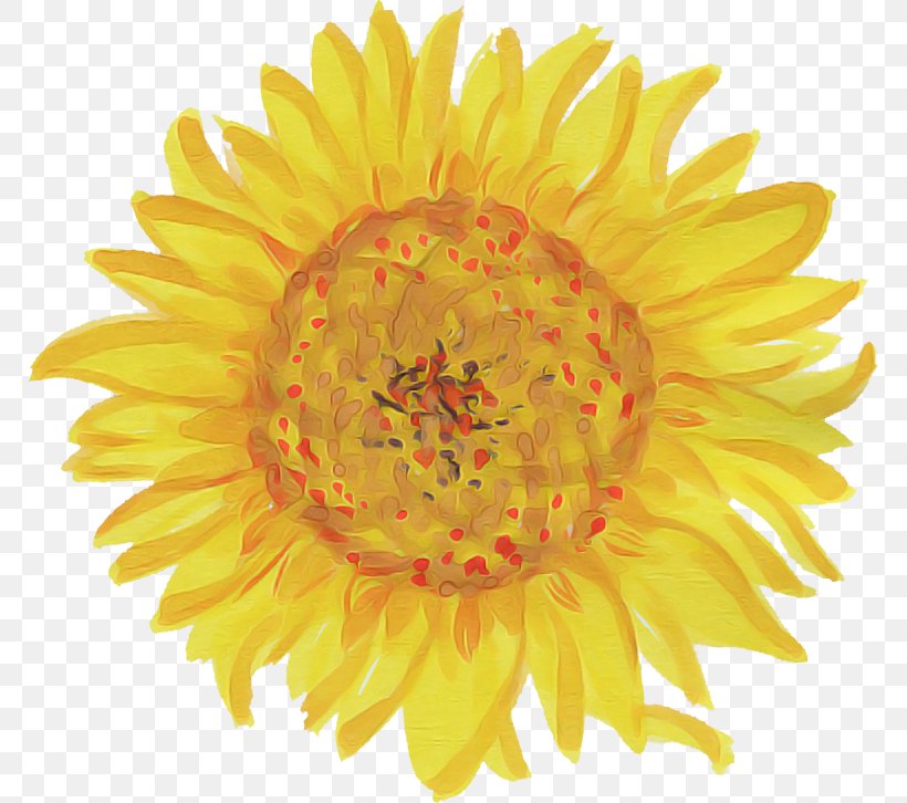 Sunflower, PNG, 768x726px, Flower, Cut Flowers, English Marigold, Flowering Plant, Gerbera Download Free