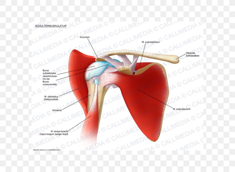 Adhesive Capsulitis Of Shoulder Periartrite Scapolo-omerale Synovial Bursa Periarthritis, PNG, 600x600px, Watercolor, Cartoon, Flower, Frame, Heart Download Free
