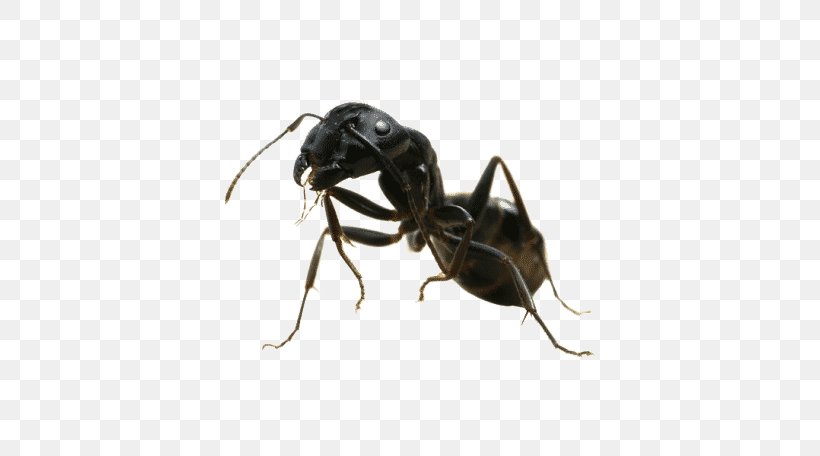 Black Garden Ant Pest Control Mosquito Termite, PNG, 728x456px, Ant, Arthropod, Black Carpenter Ant, Black Garden Ant, Carpenter Ant Download Free