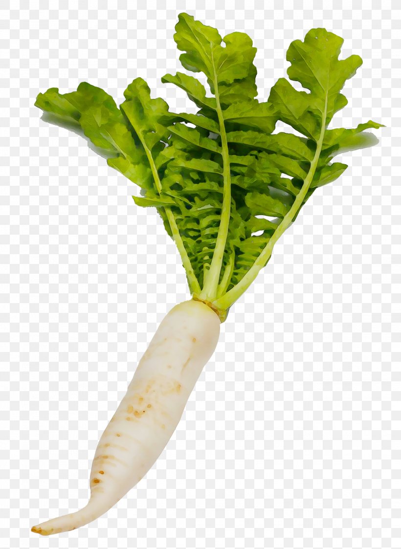 Chard Garden Radish Daikon Vegetable Turnip, PNG, 2272x3114px, Chard, Arugula, Cruciferous Vegetables, Daikon, Flower Download Free