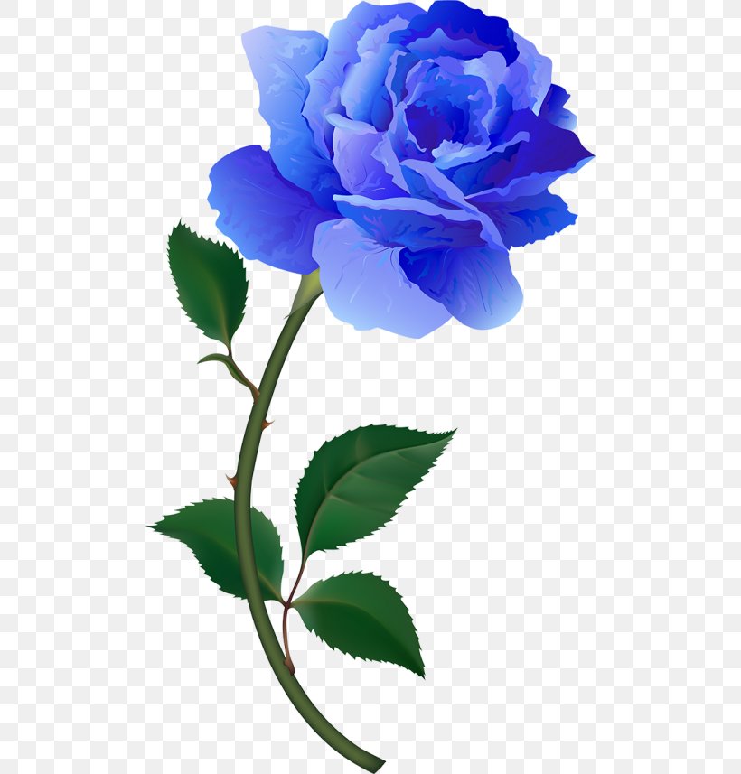 Garden Roses Blue Rose Yellow Centifolia Roses Clip Art, PNG, 500x857px, Garden Roses, Blue, Blue Rose, Branch, Centifolia Roses Download Free