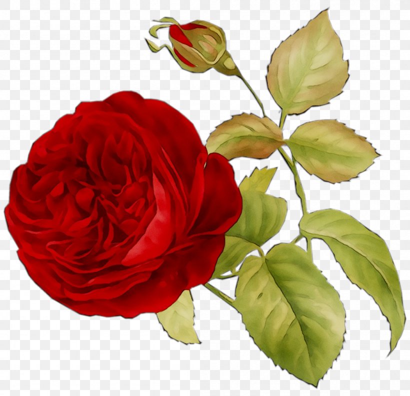 Garden Roses Cabbage Rose Floribunda Floristry Cut Flowers, PNG, 1051x1016px, Garden Roses, Artificial Flower, Botany, Cabbage Rose, Camellia Download Free