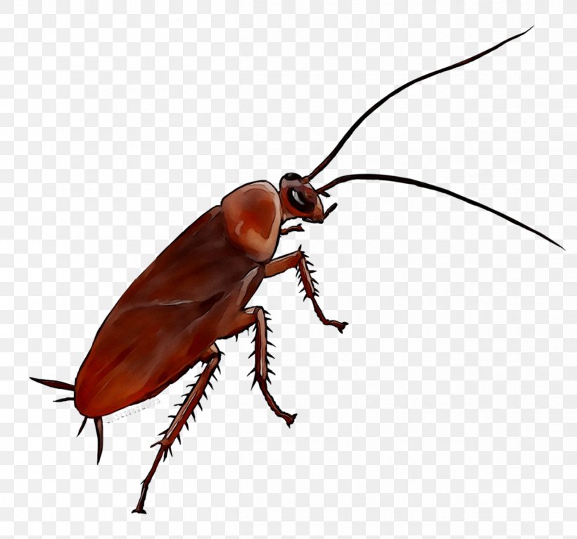 German Cockroach Anti Cafard Emeraude Ventilation Insect, PNG, 1259x1175px, Cockroach, Arrondissement Of Paris, Arthropod, Bedroom, Beetle Download Free