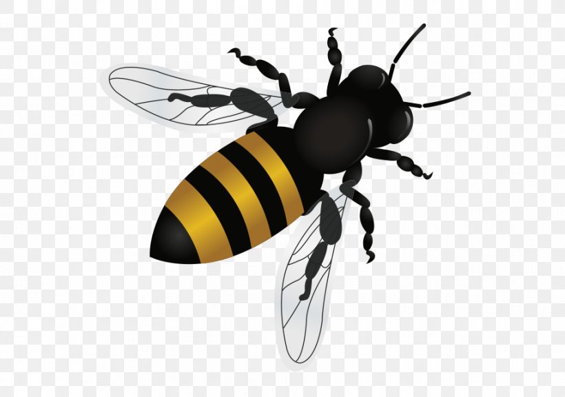 Honey Bee Tempe Fountain Hills Insect, PNG, 913x642px, Bee, Arthropod, Bee Removal, Exterminator, Fly Download Free