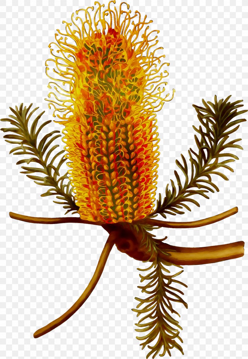 Banksia Plants Fantastic Beasts And Where To Find Them Plant Stem Travel, PNG, 2020x2928px, Banksia, Australia, Australians, Botany, Flower Download Free