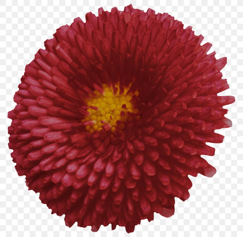Chrysanthemum Transvaal Daisy Cut Flowers Russia, PNG, 793x800px, Chrysanthemum, Aster, Chrysanths, Code, Creativity Download Free