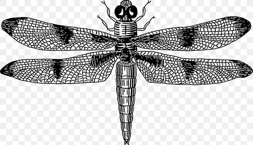 Dragonfly Drawing Clip Art, PNG, 1280x738px, Dragonfly, Arthropod, Black And White, Dragonflies And Damseflies, Drawing Download Free