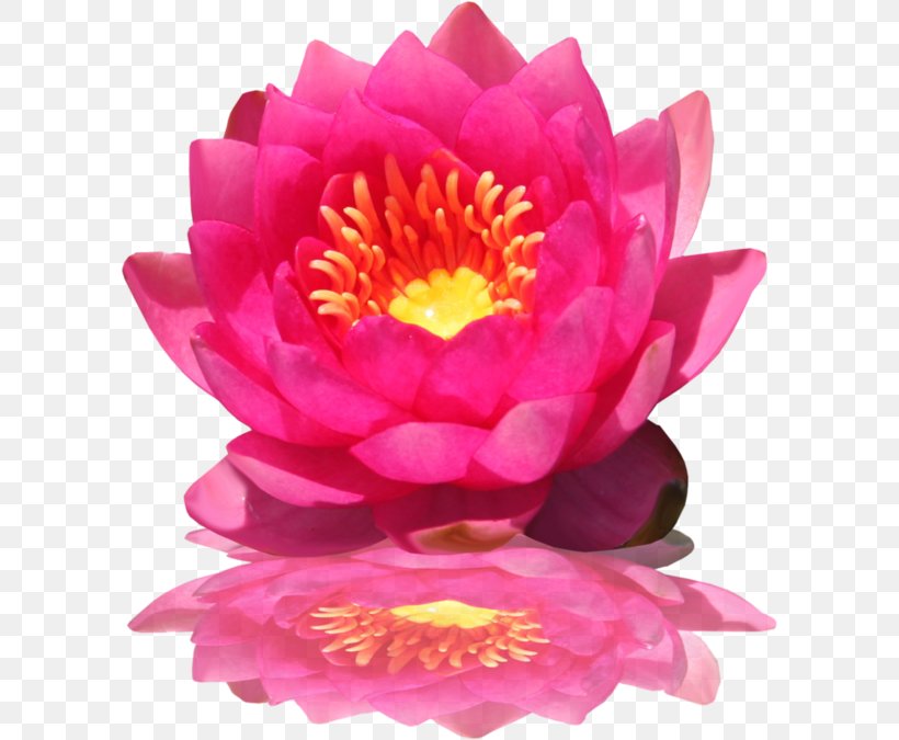 Pink Flowers Nelumbo Nucifera Clip Art, PNG, 600x675px, Flower, Annual Plant, Aquatic Plant, Carat, Catkin Download Free