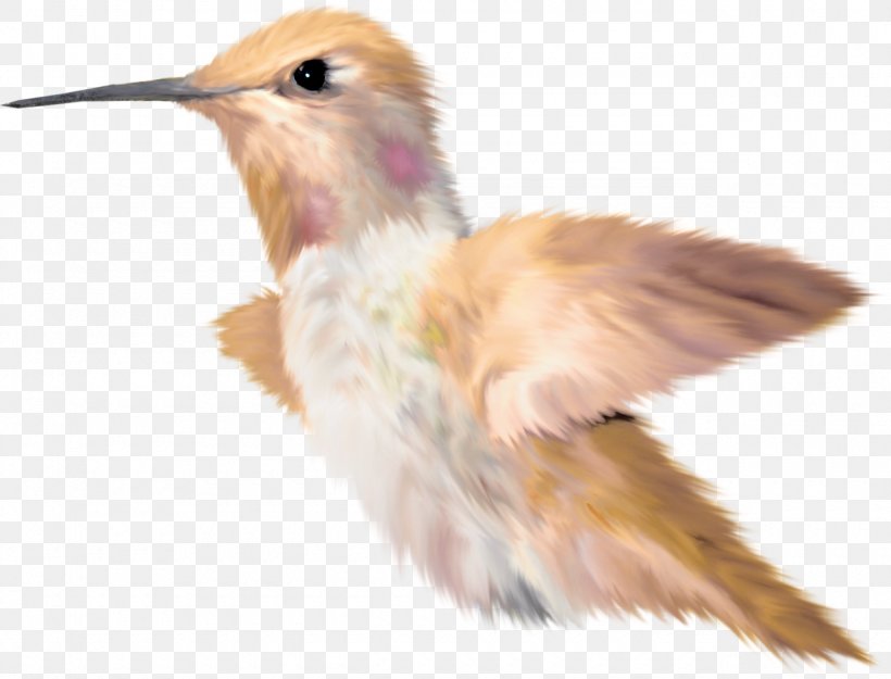 Bird Beak Kingfisher, PNG, 1280x976px, Bird, Animal, Beak, Data, Fauna Download Free