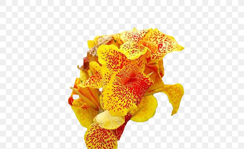 Canna Floral Design Cut Flowers Flower Bouquet, PNG, 535x502px, Canna, Canna Family, Canna Lily, Cut Flowers, Floral Design Download Free