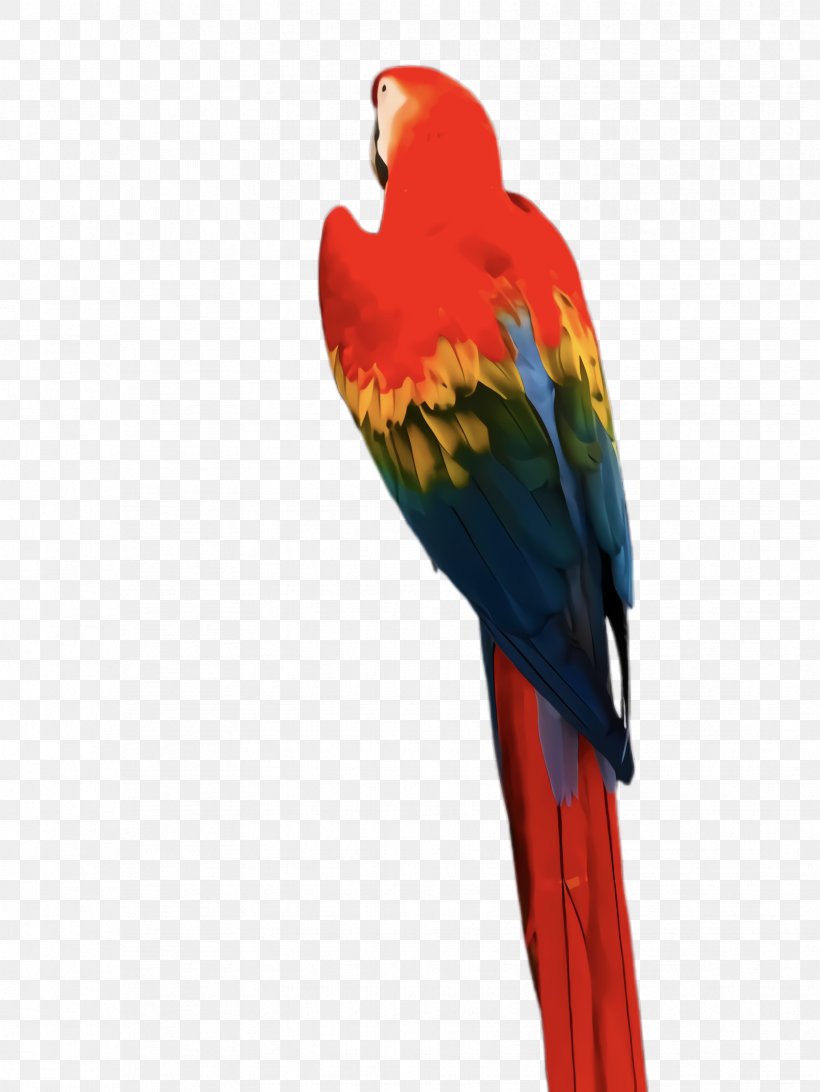 Colorful Background, PNG, 1732x2308px, Parrot, Beak, Bird, Budgie, Colorful Download Free