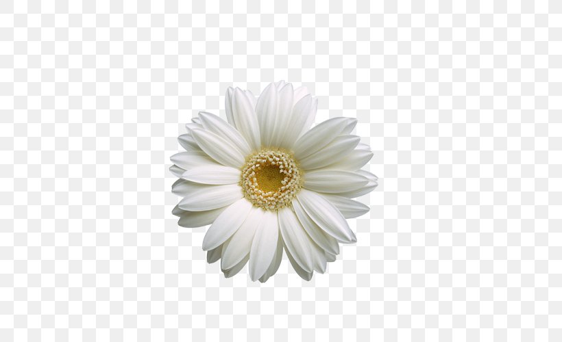 Flower Wallpaper, PNG, 500x500px, Flower, Asterales, Chrysanthemum, Chrysanths, Common Sunflower Download Free