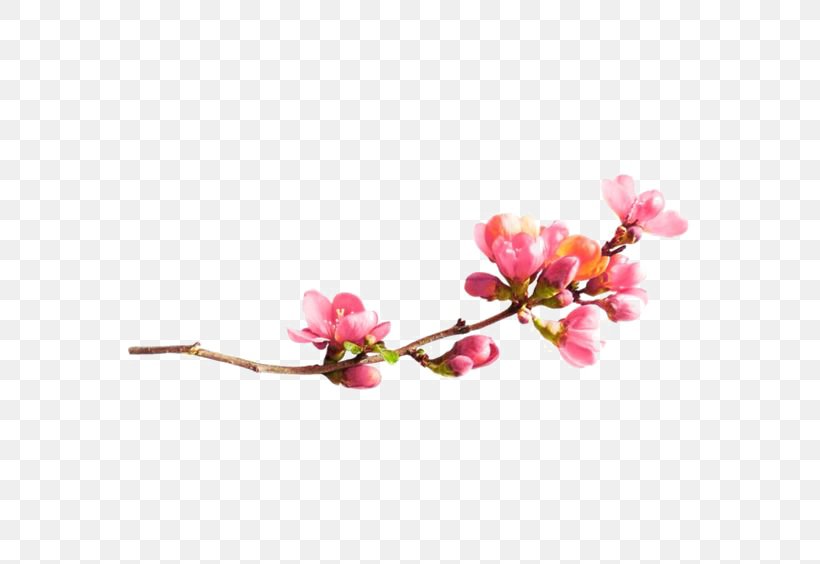 Plum Blossom Clip Art, PNG, 564x564px, Plum Blossom, Blossom, Branch, Cherry Blossom, Designer Download Free