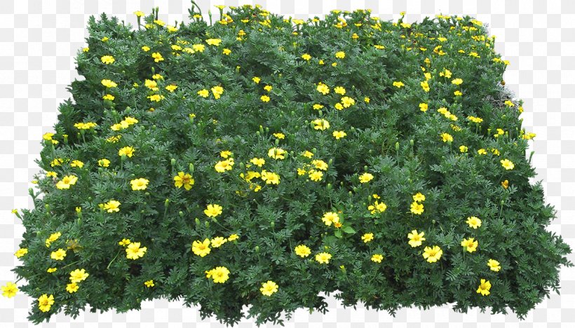 Yellow Green Flower Plant, PNG, 1200x685px, Yellow, Chrysanths, Evergreen, Flower, Grass Download Free